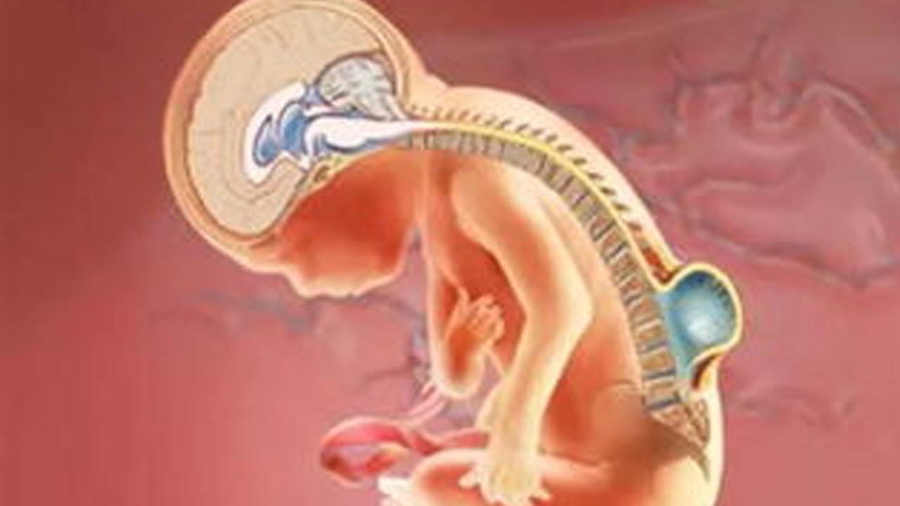 细胞疗法或让脊柱裂胎儿恢复正常